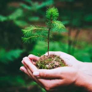 Virginia Pine 2 Bare-root Trees - 6-12 Inch - Premium Evergreen for Landscaping