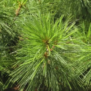Virginia Pine 2 Bare-root Trees - 6-12 Inch - Premium Evergreen for Landscaping