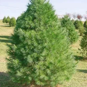 Virginia Pine 2 Bare-root Trees - 6-12 Inch - Premium Evergreen for Landscaping