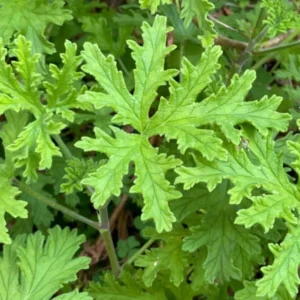 Set 2 Citronella Plants Live for Planting 3-6