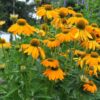 Echinacea 'ARTISAN YELLOW OMBRE' - Coneflower - Starter Plant - 2.5" Pot