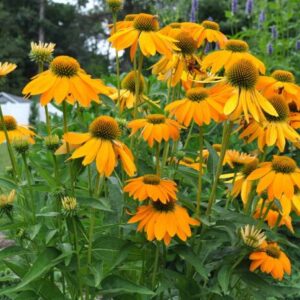 Echinacea 'ARTISAN YELLOW OMBRE' - Coneflower - Starter Plant - 2.5" Pot