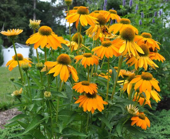 Echinacea 'ARTISAN YELLOW OMBRE' - Coneflower - Starter Plant - 2.5" Pot