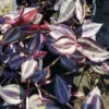 Wandering Jew Tradescantia Zebrina House Plant, 5 Cuttings, Multicolor Foliage