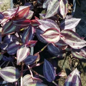 Wandering Jew Tradescantia Zebrina House Plant, 5 Cuttings, Multicolor Foliage