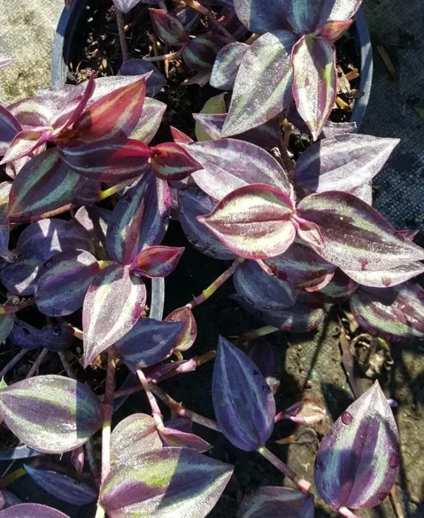 Wandering Jew Tradescantia Zebrina House Plant, 5 Cuttings, Multicolor Foliage