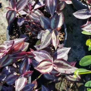 Wandering Jew Tradescantia Zebrina House Plant, 5 Cuttings, Multicolor Foliage