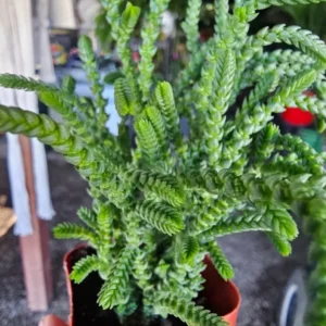 Watch Chain Succulent Crassula Muscosa - Rooted Cuttings - 2in Pot