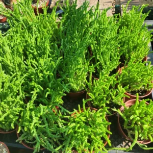 Watch Chain Succulent Crassula Muscosa - Rooted Cuttings - 2in Pot