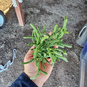 Watch Chain Succulent Crassula Muscosa - Rooted Cuttings - 2in Pot