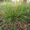 Webberville Sand Sedge 1 Gallon Live Plant – Drought-Tolerant Ground Cover, Carex perdentata