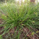 Webberville Sand Sedge 1 Gallon Live Plant – Drought-Tolerant Ground Cover, Carex perdentata