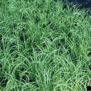 Webberville Sand Sedge 1 Gallon Live Plant – Drought-Tolerant Ground Cover, Carex perdentata