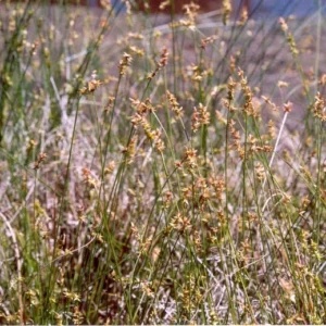 Webberville Sand Sedge 1 Gallon Live Plant – Drought-Tolerant Ground Cover, Carex perdentata