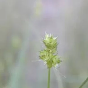 Webberville Sand Sedge 1 Gallon Live Plant – Drought-Tolerant Ground Cover, Carex perdentata