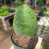Whale Fin Sansevieria - 4" Pot - Sansevieria Masoniana - Rare Snake Plant