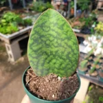 Whale Fin Sansevieria - 4" Pot - Sansevieria Masoniana - Rare Snake Plant