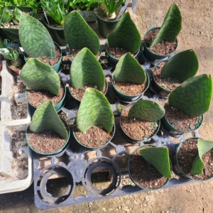 Whale Fin Sansevieria - 4" Pot - Sansevieria Masoniana - Rare Snake Plant