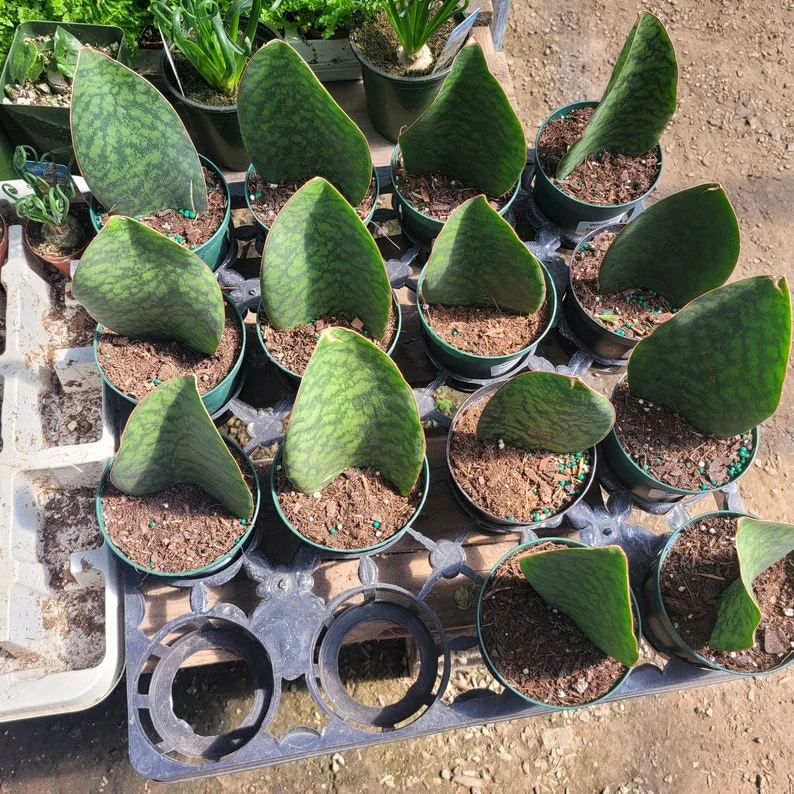 Whale Fin Sansevieria - 4" Pot - Sansevieria Masoniana - Rare Snake Plant