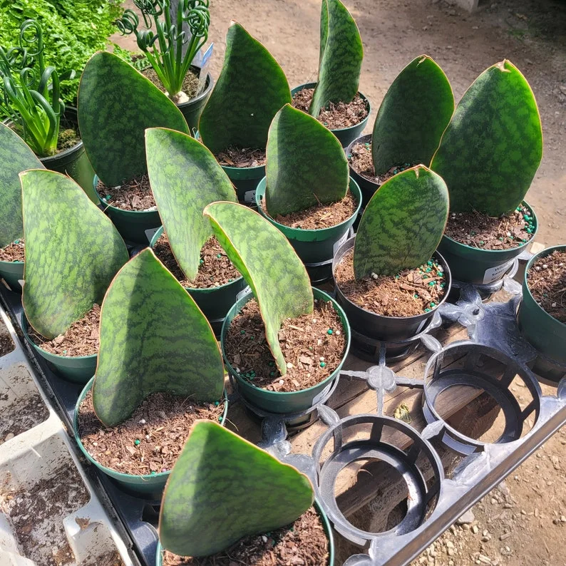 Whale Fin Sansevieria - 4" Pot - Sansevieria Masoniana - Rare Snake Plant