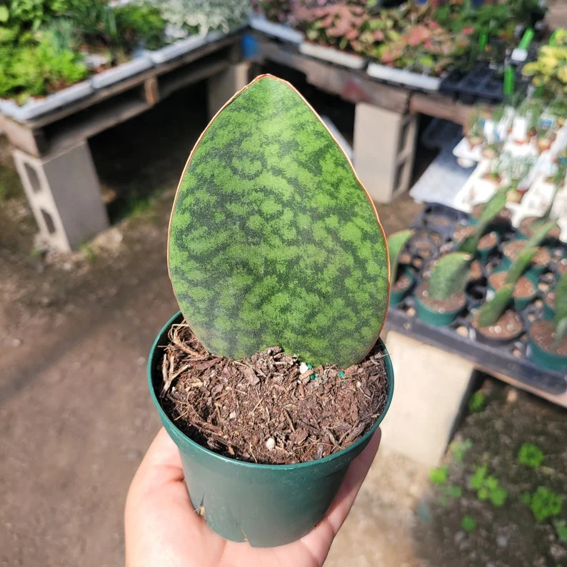 Whale Fin Sansevieria - 4" Pot - Sansevieria Masoniana - Rare Snake Plant