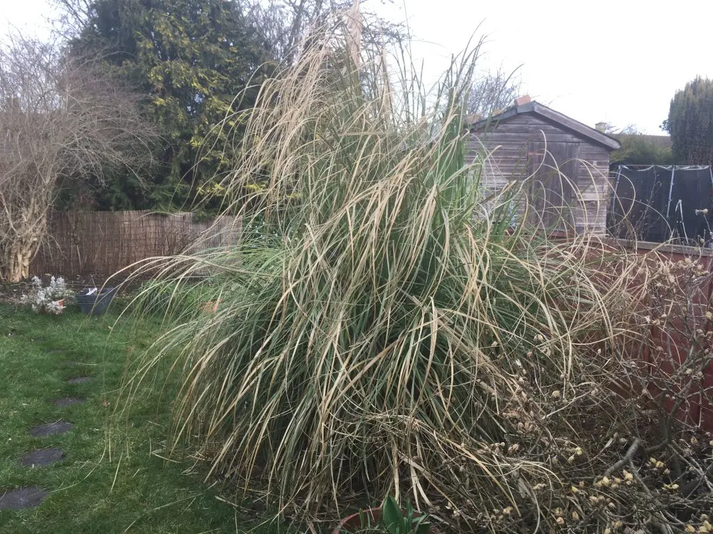 When to Prune Pampas Grass