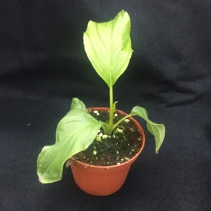 White Bat Flower - Tacca integrifolia - Rooted Plant in 3