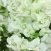 White Bougainvillea Live Plant 5-7 Inches Tall 4" Pot Paper Flower