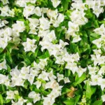 White Bougainvillea Live Starter Plant 4"Pot 8"-10"Tall Faux Silk Floral Tree