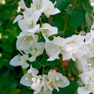 White Bougainvillea Live Starter Plant 4