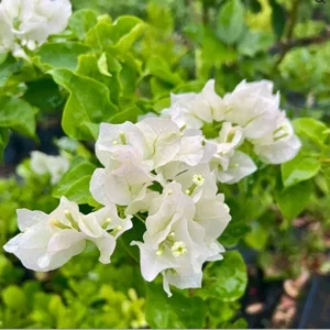 White Bougainvillea Live Starter Plant 4