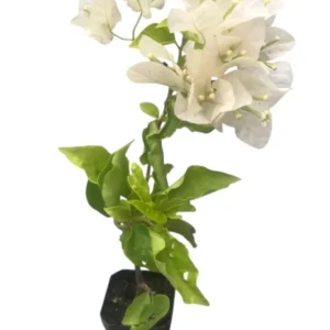 White Bougainvillea Live Starter Plant 4
