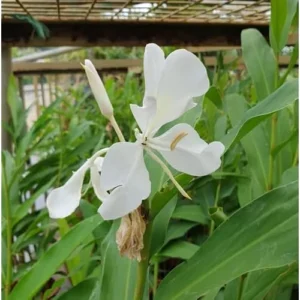 White Butterfly Ginger Rhizomes - 2 Pack - Well-Rooted and Fragrant