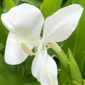White Butterfly Ginger Rhizomes - 2 Pack - Well-Rooted and Fragrant