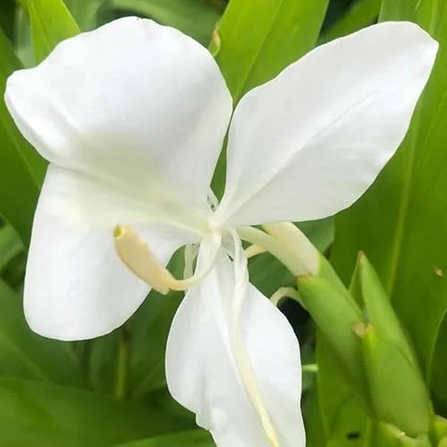 White Butterfly Ginger Rhizomes - 2 Pack - Well-Rooted and Fragrant