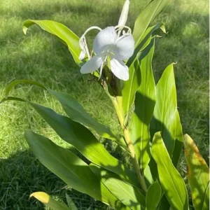 White Butterfly Ginger Rhizomes - 2 Pack - Well-Rooted and Fragrant