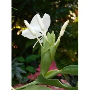 White Butterfly Ginger Rhizomes - 2 Pack - Well-Rooted and Fragrant