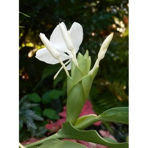 White Butterfly Ginger Rhizomes - 2 Pack - Well-Rooted and Fragrant