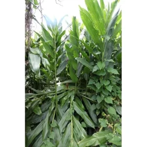 White Butterfly Ginger Rhizomes - 2 Pack - Well-Rooted and Fragrant