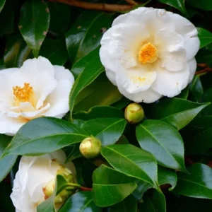 White Camellia Japonica LIve Plant for Planting 4