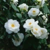 White Camellia Japonica LIve Plant for Planting 4"Pot 14"Tall Home Garden Decor