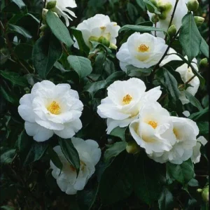 White Camellia Japonica LIve Plant for Planting 4