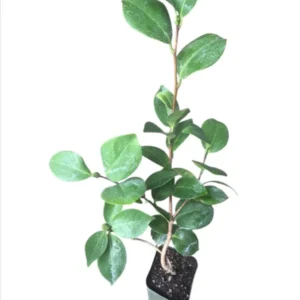 White Camellia Japonica LIve Plant for Planting 4