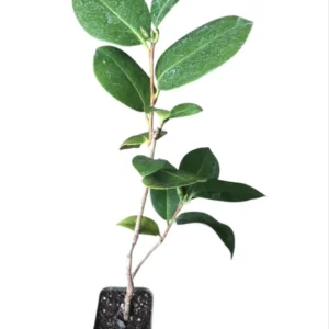 White Camellia Japonica LIve Plant for Planting 4