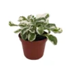 White Carpet St. Joseph’s Coat – Alternanthera Ficoidea, 2.5” Pot, Low-Growing Tropical Plant
