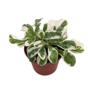 White Carpet St. Joseph’s Coat – Alternanthera Ficoidea, 2.5” Pot, Low-Growing Tropical Plant