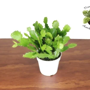 White Christmas Cactus Plant 4'' Potted Holiday Decor