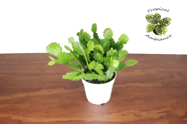 White Christmas Cactus Plant 4'' Potted Holiday Decor