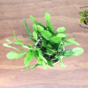 White Christmas Cactus Plant 4'' Potted Holiday Decor