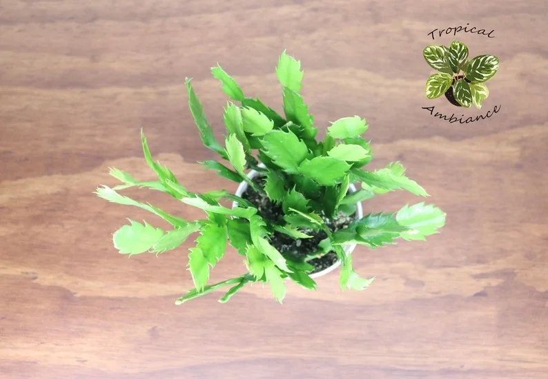 White Christmas Cactus Plant 4'' Potted Holiday Decor